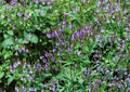Blue Vervain Seeds - Verbena hastata Native Wildflower for Pollinators, Easy to Grow, Perennial Flower Seed