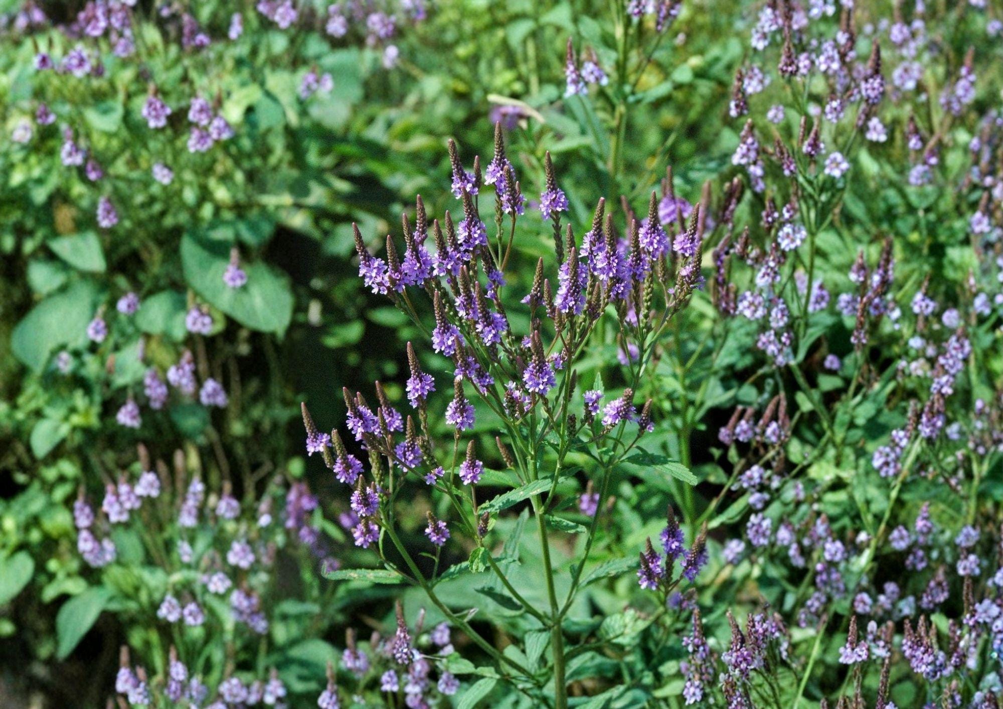 Blue Vervain Seeds - Verbena hastata Native Wildflower for Pollinators, Easy to Grow, Perennial Flower Seed