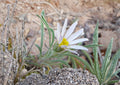 Fendler's Easter Daisy Seeds - Pink Wildflower, Rock Garden Perennial, Native, 100 Seeds, New Harvest Quality