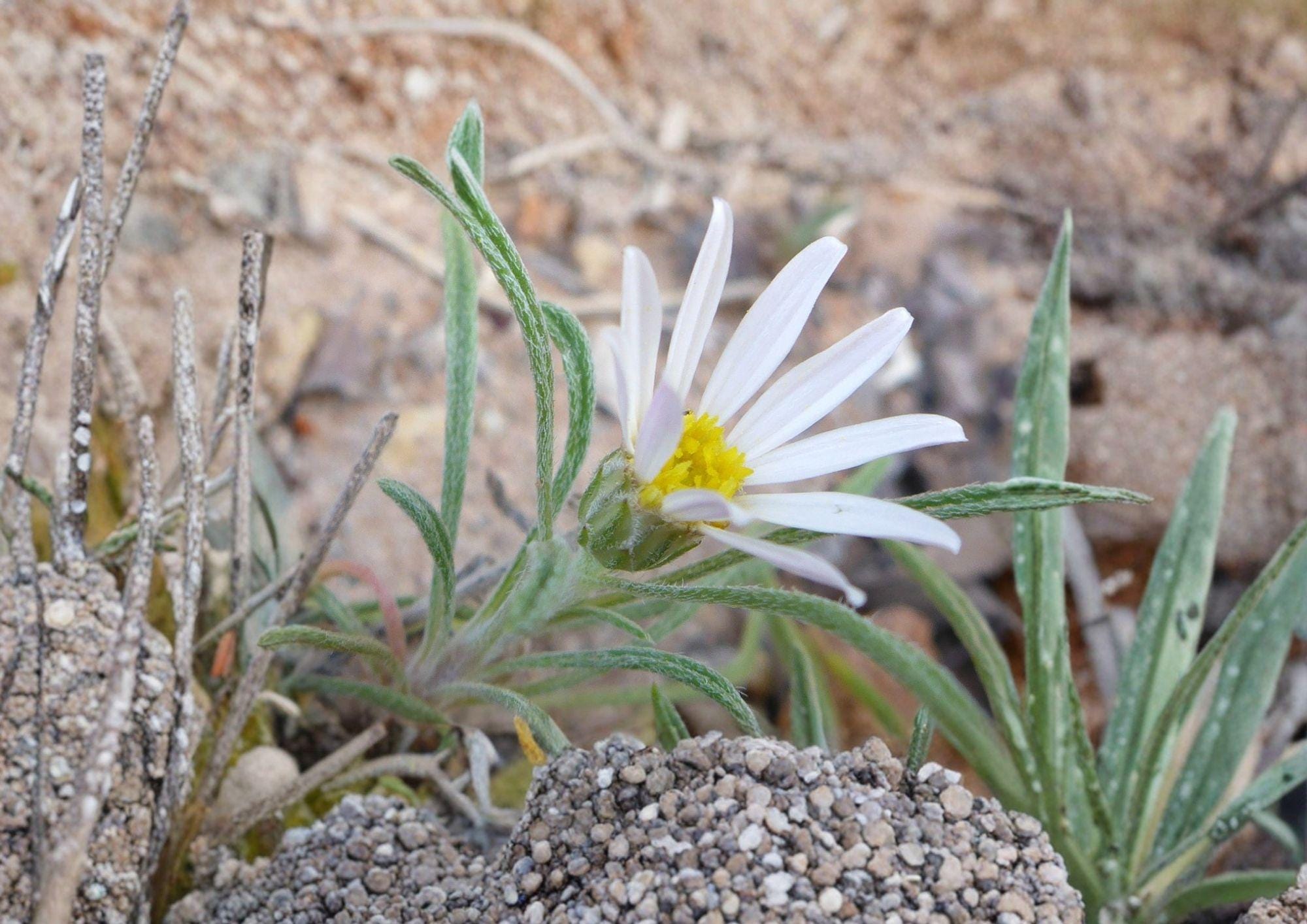 Fendler's Easter Daisy Seeds - Pink Wildflower, Rock Garden Perennial, Native, 100 Seeds, New Harvest Quality