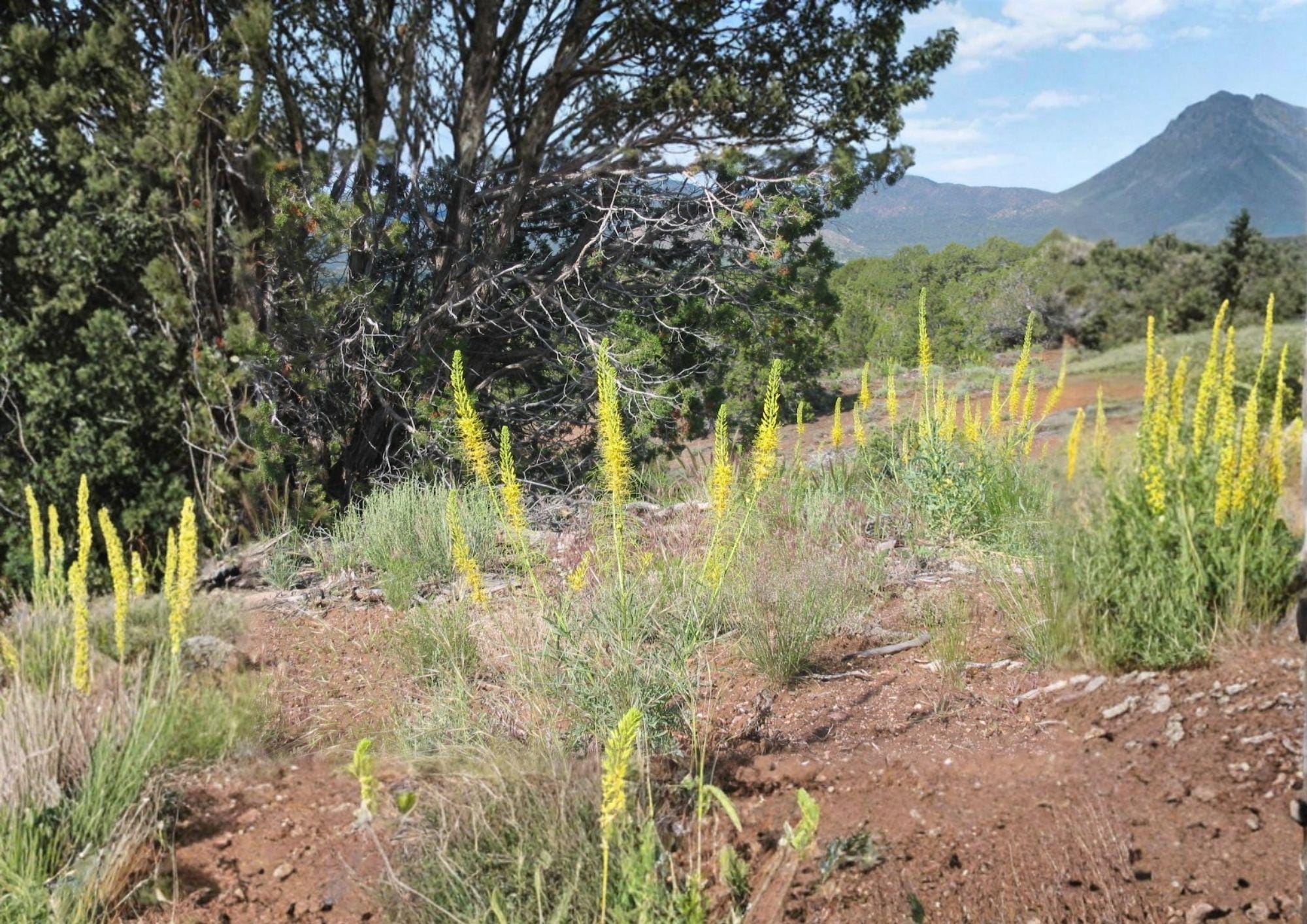 Prince's Plume Seeds – Native Yellow Wildflower, Drought Tolerant, Pollinator-Friendly, Ornamental Seed Pack