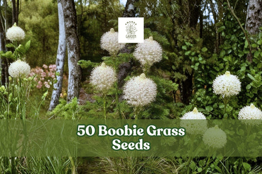 50 Boobie Grass Seeds for Ornamental Garden, Decorative Flowering Grass, Landscape Planting, Green Foliage, Seed Pack