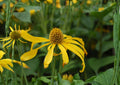 Cutleaf Coneflower Seeds – Rudbeckia Ampla Native Yellow Wildflower 50 Seeds for Garden, Landscaping, and Wildflower Planting