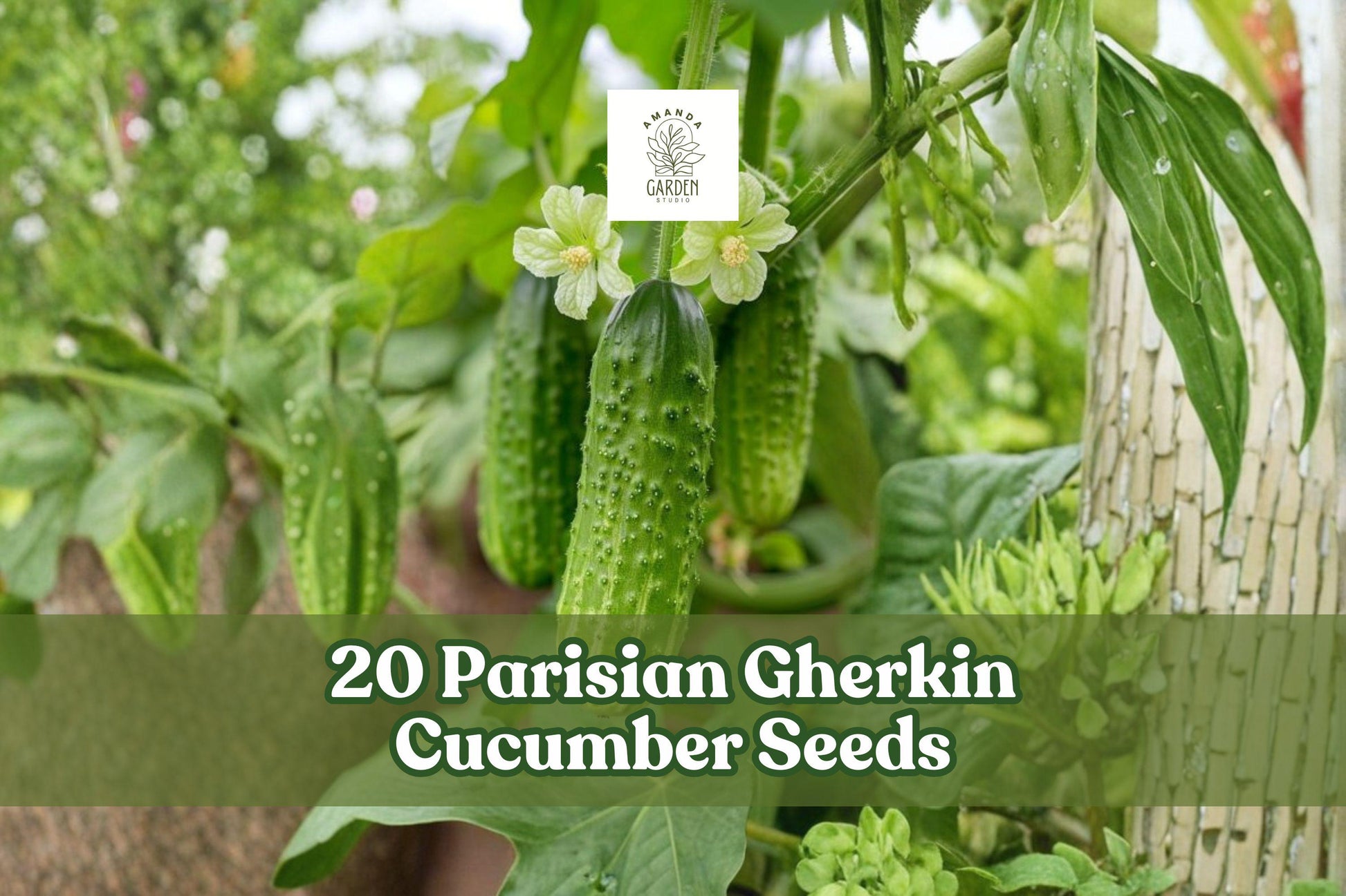 20 Parisian Gherkin Cucumber Seeds – Compact, Semi-Vining, Black-Spined, Cucumis sativus, for Container & Garden Planting