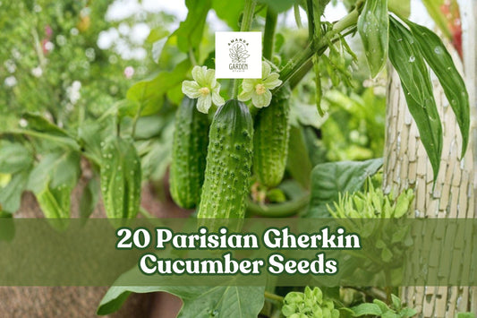 20 Parisian Gherkin Cucumber Seeds – Compact, Semi-Vining, Black-Spined, Cucumis sativus, for Container & Garden Planting