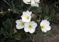 Pale Evening Primrose Seeds - White Night Blooming Wildflower, Drought Tolerant, Non-GMO, Ornamental Flower, Perennial, Botanical Name Oenothera pallida
