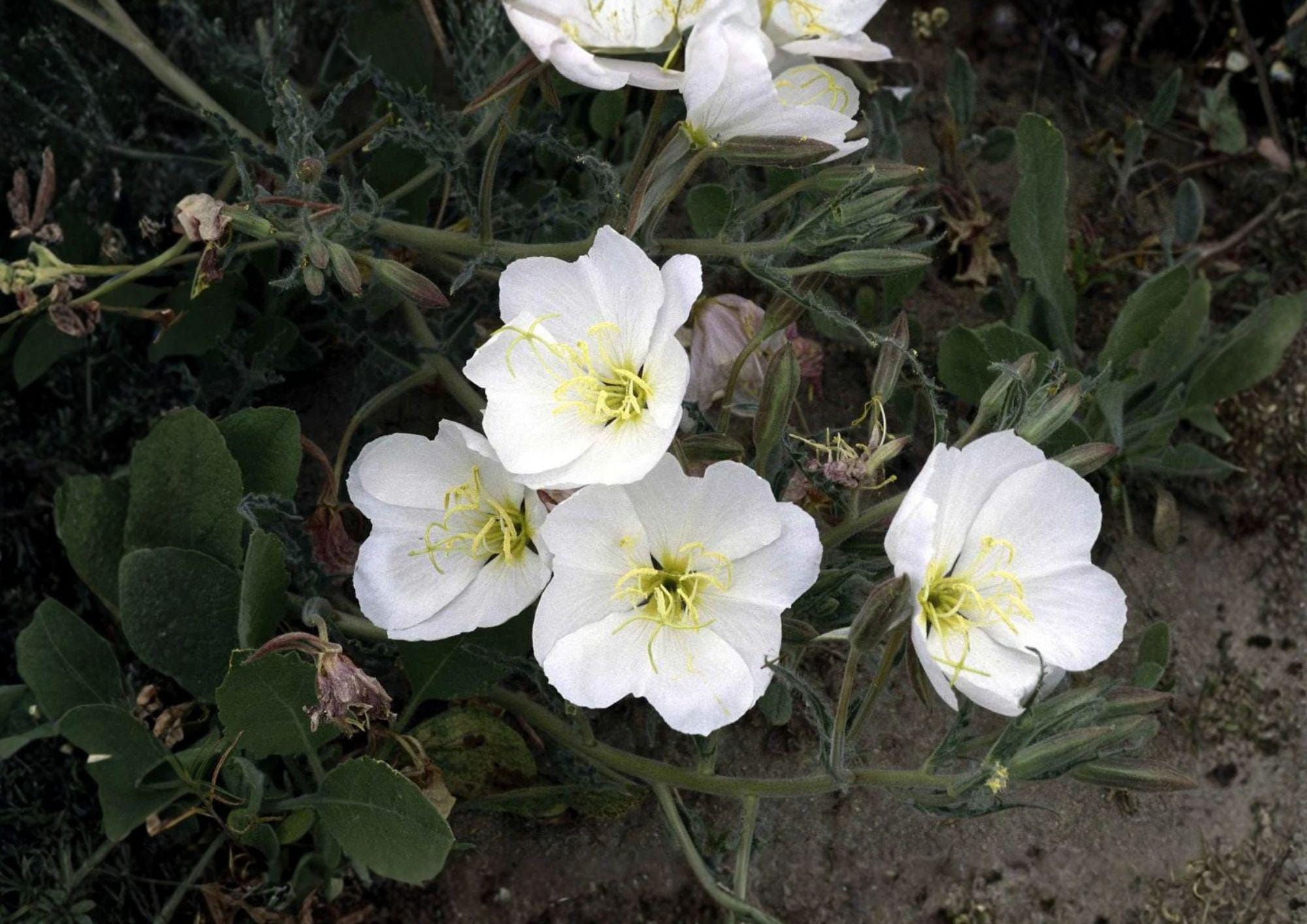 Pale Evening Primrose Seeds - White Night Blooming Wildflower, Drought Tolerant, Non-GMO, Ornamental Flower, Perennial, Botanical Name Oenothera pallida