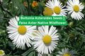 Boltonia Asteroides Seeds | Native Wildflower for Pollinator Gardens | False Aster Perennial with White Blooms