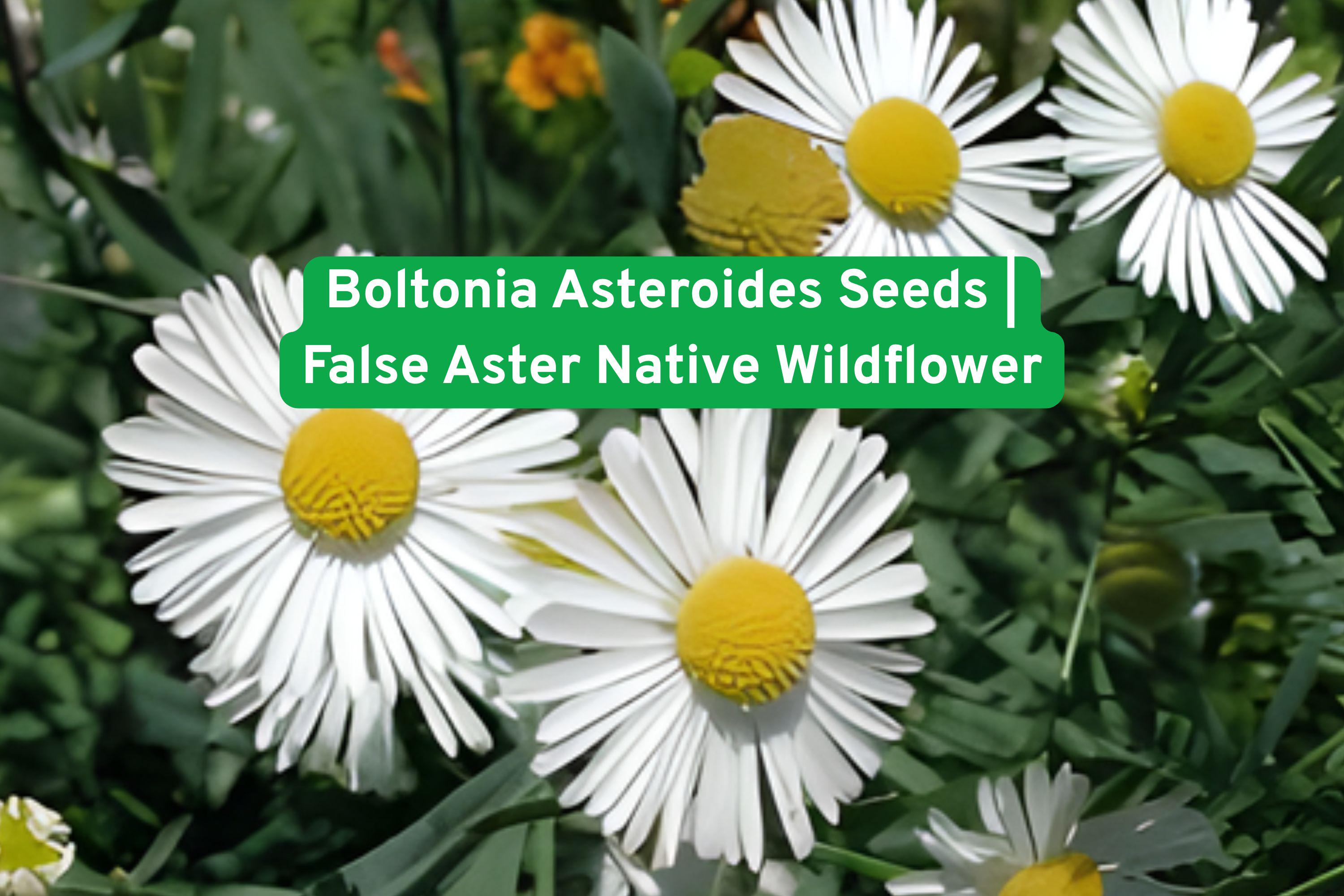 Boltonia Asteroides Seeds | Native Wildflower for Pollinator Gardens | False Aster Perennial with White Blooms
