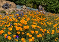 California Poppy Seeds - Bright Orange Wildflower, Drought Tolerant, 50 Seeds, Eschscholzia californica, Native Flower Seeds