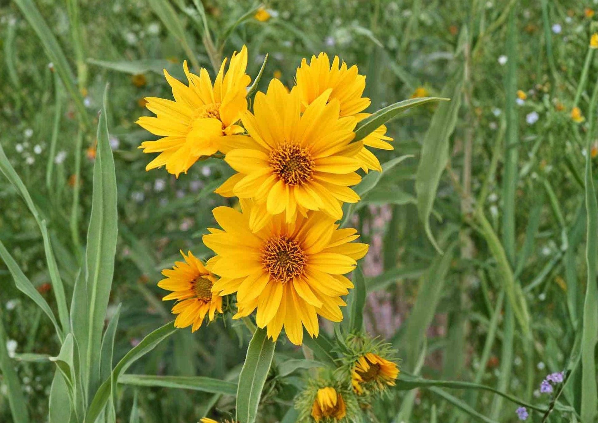 Maximilian Sunflower Seeds - Tall Native Prairie Perennial, Late Season Blooms, 50 Seeds, Fresh Stock