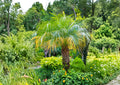 Pygmy Date Palm Seeds - Phoenix Roebelenii, Tropical Indoor/Outdoor, Easy to Grow, Dwarf Palm Seeds