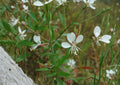Gaura Biennis Seeds - Native White Pink Beeblossom Pollinator Meadow Plant - Fast Growing Perennial Seeds