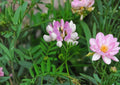 Securigera varia Crownvetch 100 Seeds - Pink & White Perennial Groundcover, Nitrogen Fixing Erosion Control Plant