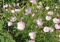 Showy Evening Primrose Seeds - Pink Wildflower Groundcover - 500 Seeds - Oenothera speciosa - Native Flower Seeds