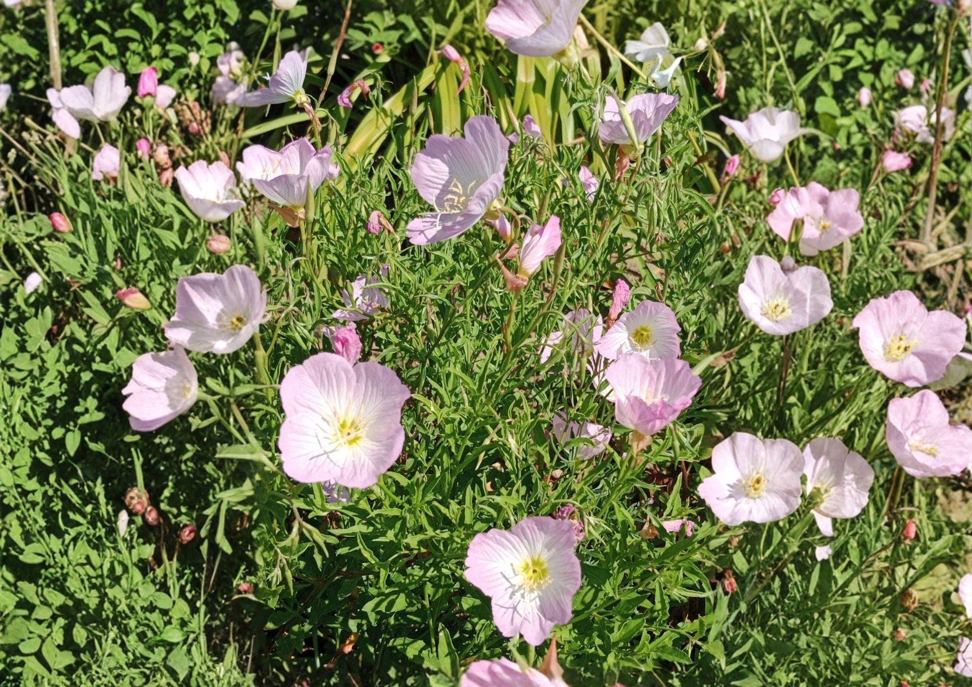 Showy Evening Primrose Seeds - Pink Wildflower Groundcover - 500 Seeds - Oenothera speciosa - Native Flower Seeds