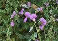 Desmodium paniculatum Panicledleaf Ticktrefoil Seeds - Native Prairie Legume, Pink Pollinator Perennial Wildflower, 40 Seeds