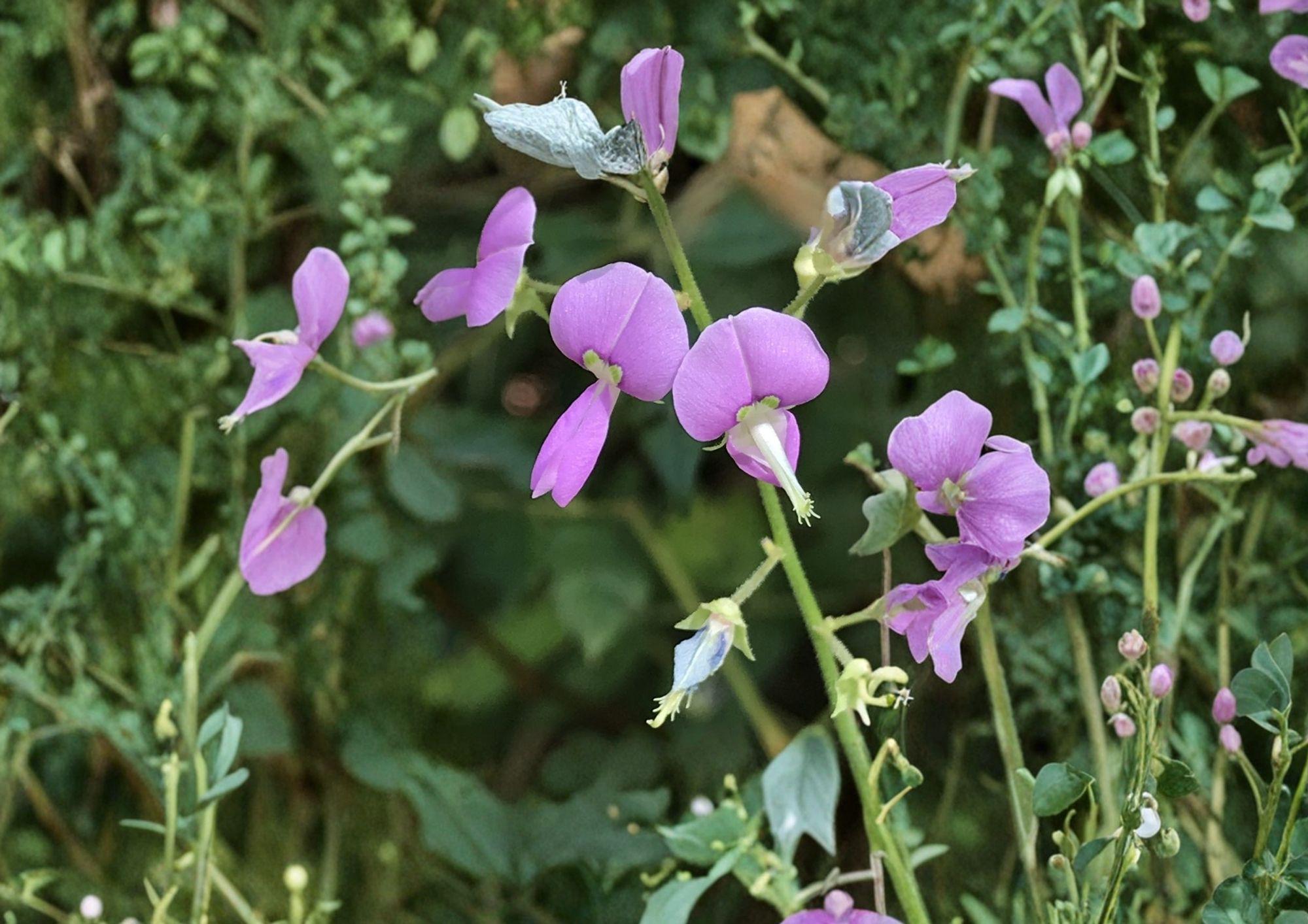 Desmodium paniculatum Panicledleaf Ticktrefoil Seeds - Native Prairie Legume, Pink Pollinator Perennial Wildflower, 40 Seeds
