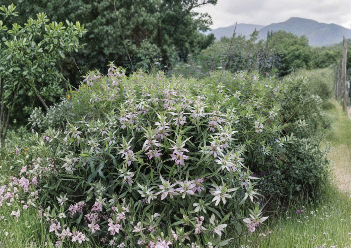Monarda punctata Spotted Bee Balm Seeds - Native Dotted Horsemint, Aromatic Pollinator Prairie Wildflower, 100 Seeds
