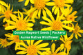 Golden Ragwort Seeds – Packera aurea Native Wildflower for Shade Gardens, Groundcover, Pollinator Attractant