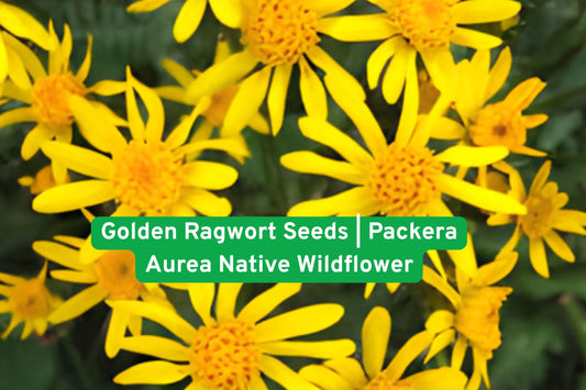 Golden Ragwort Seeds – Packera aurea Native Wildflower for Shade Gardens, Groundcover, Pollinator Attractant