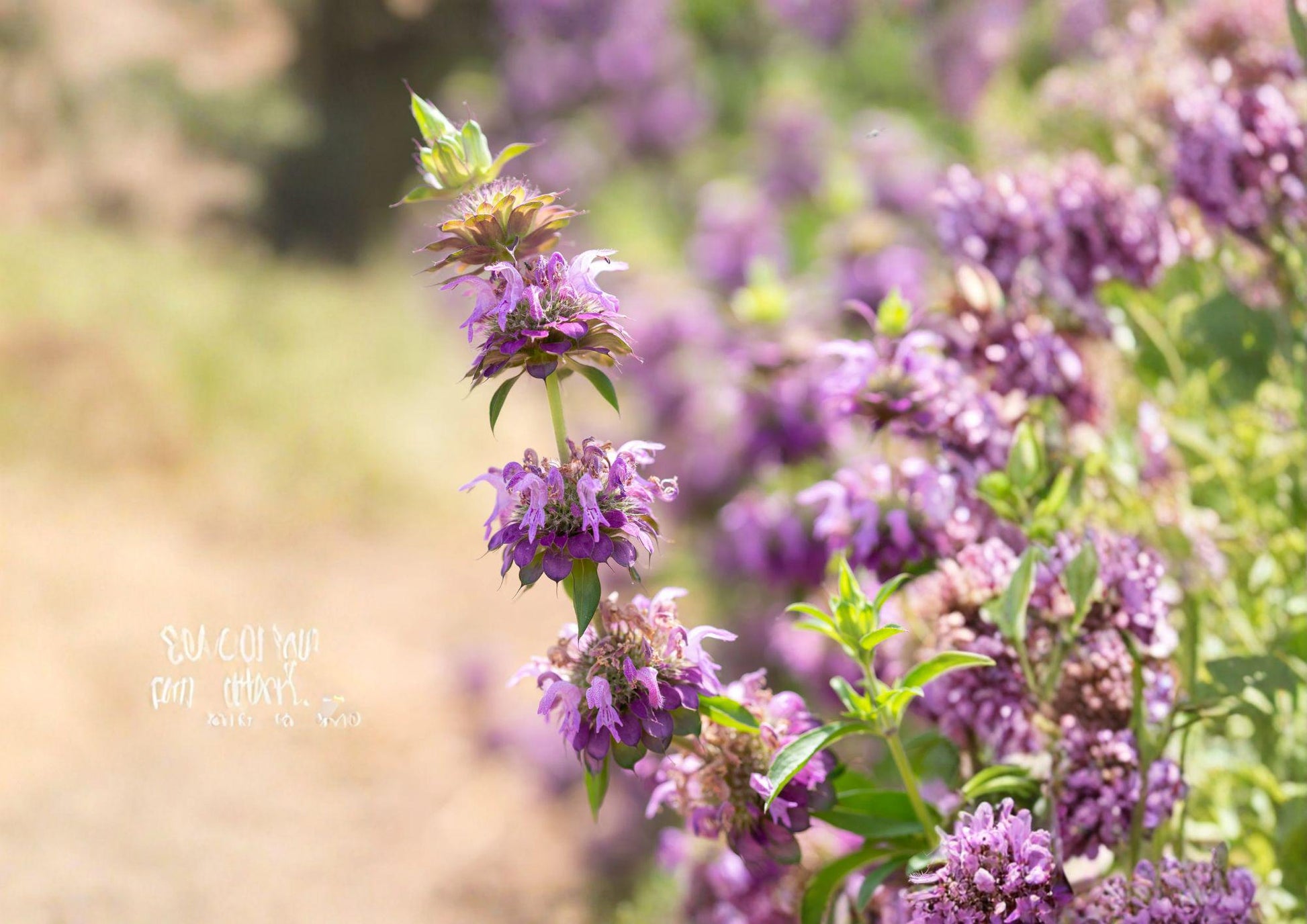 Lemon Bee Balm Seeds - Fragrant Purple Wildflower for Pollinator Garden, Non-GMO, 100 Seeds, Monarda citriodora