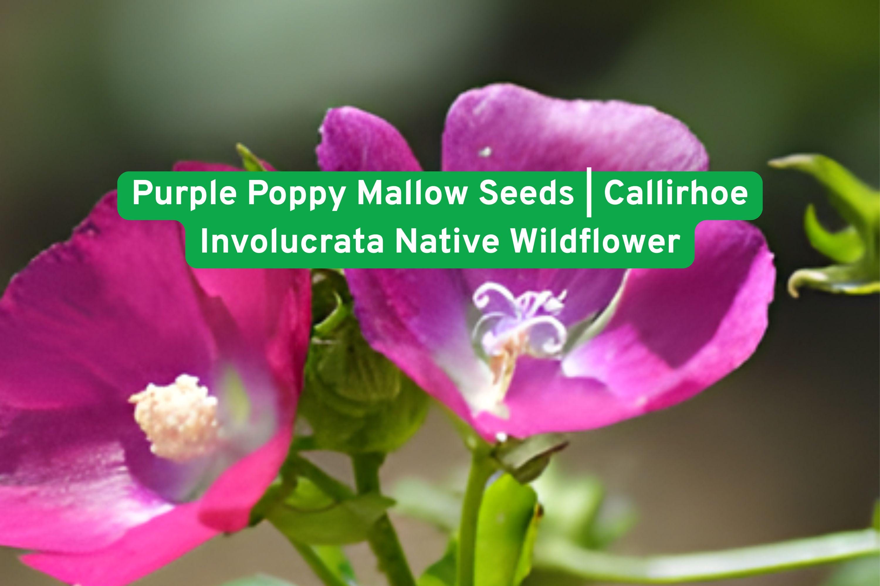 Purple Poppy Mallow Seeds | Callirhoe Involucrata Drought Tolerant Groundcover for Full Sun Gardens