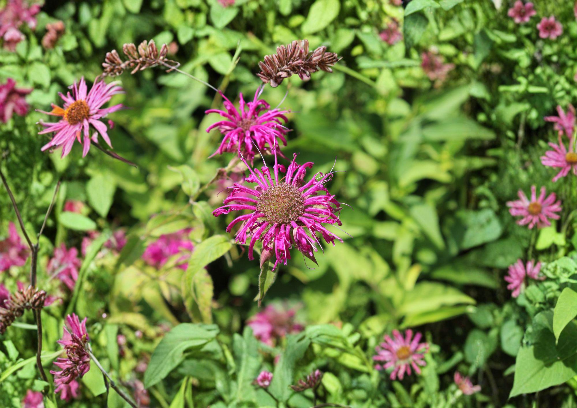 Purple Bergamot Seeds – Lavender Pink Bee Balm Pollinator Wildflower, Easy to Grow, Monarda fistulosa, 100 Seeds