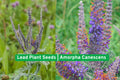 Purple Poppy Mallow Seeds | Callirhoe Involucrata Native Wildflower for Drought Tolerant Groundcover and Pollinator Gardens