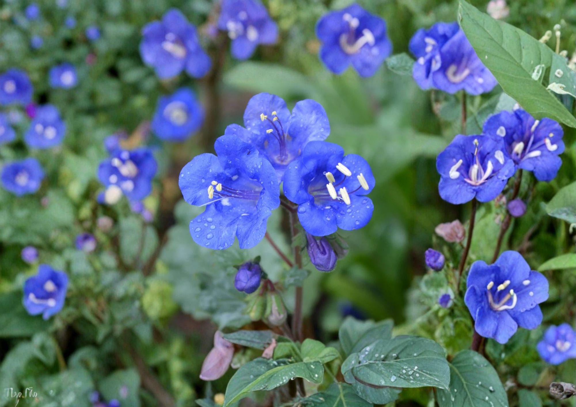 Phacelia Campanularia California Bluebells Seeds - Desert Bluebell Wildflower, Electric Blue Pollinator Garden Plant, 100 Seeds