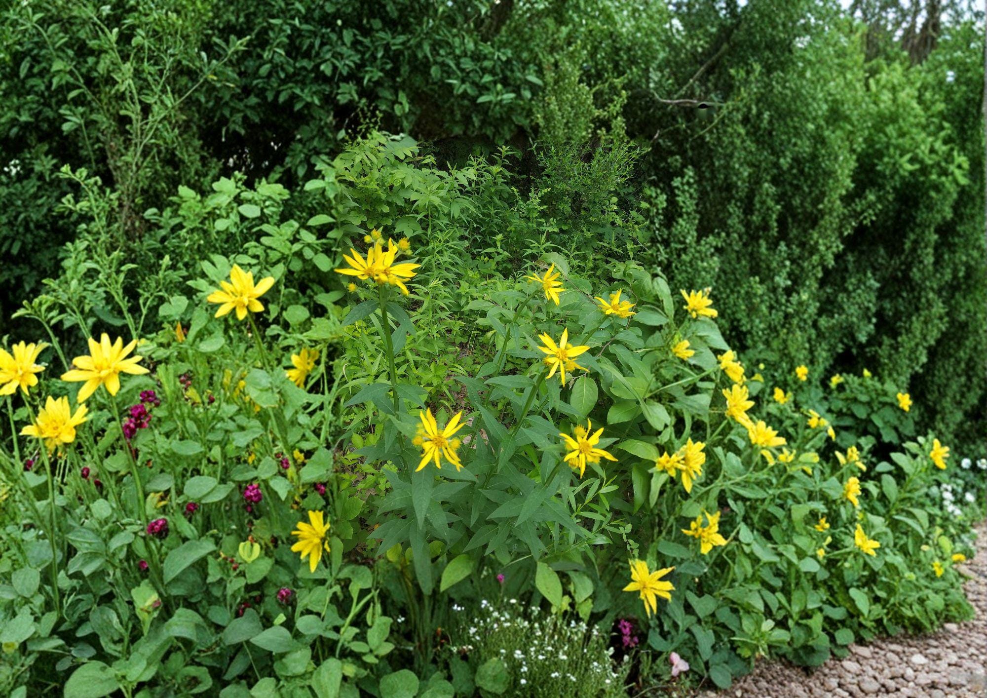 Verbesina helianthoides Yellow Crownbeard Seeds – Native Wingstem Tall Yellow Wildflower for Pollinators, Prairie Garden Plant