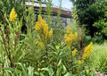Showy Goldenrod Seeds - Native Wildflower for Pollinators - Solidago speciosa - Fresh Stock