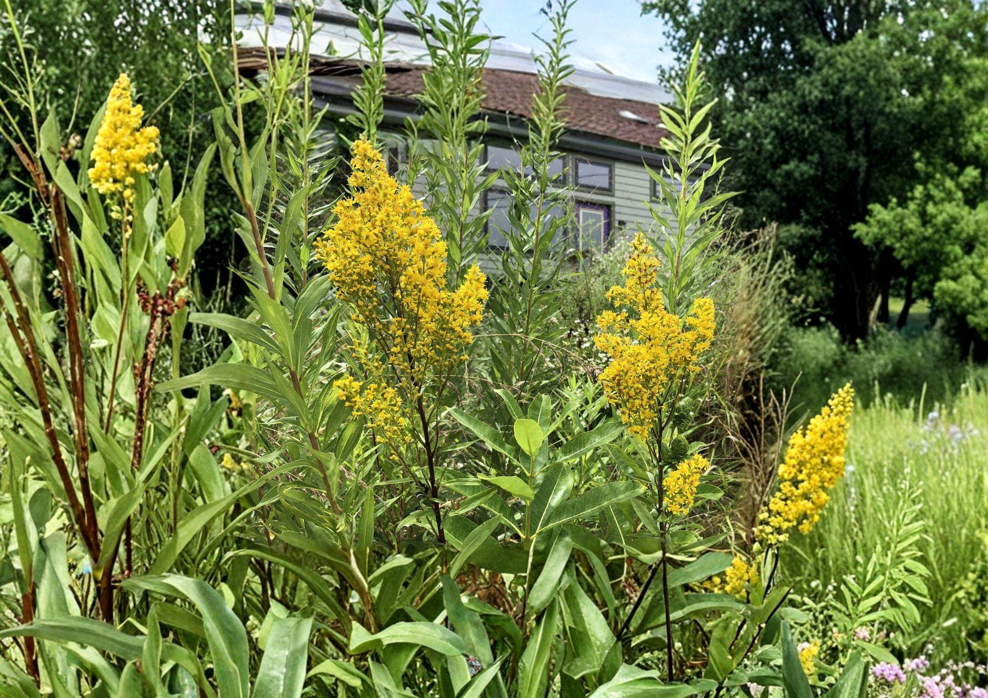 Showy Goldenrod Seeds - Native Wildflower for Pollinators - Solidago speciosa - Fresh Stock
