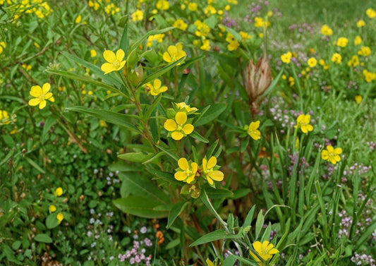 Ludwigia alternifolia Seedbox 1000 Seeds - Native Yellow Water Primrose Wetland Pollinator Wildflower Non-GMO