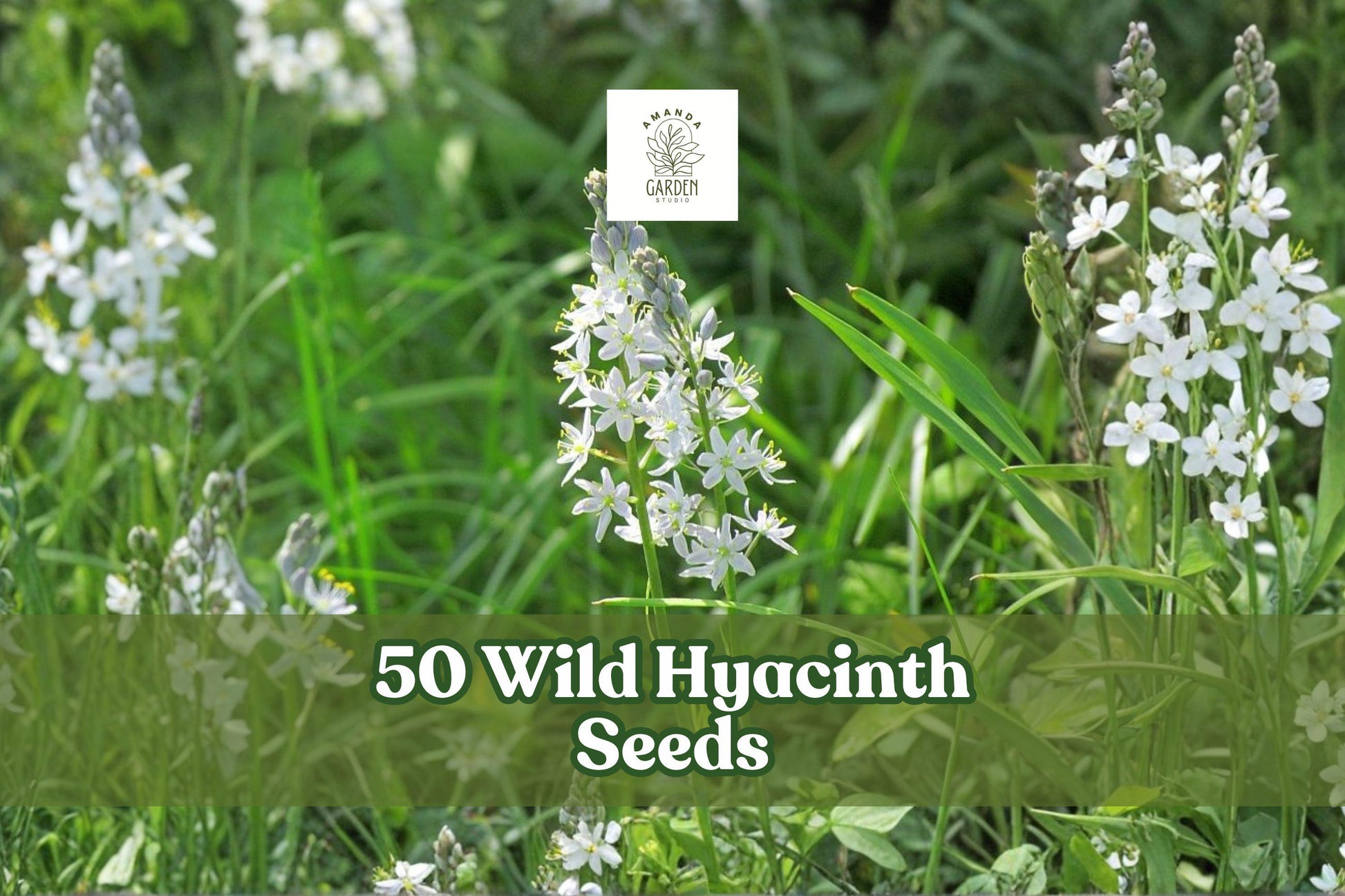 Wild Hyacinth Seeds – Camassia scilloides Native Perennial with Pale Blue to Violet Flowers, 50 Seeds