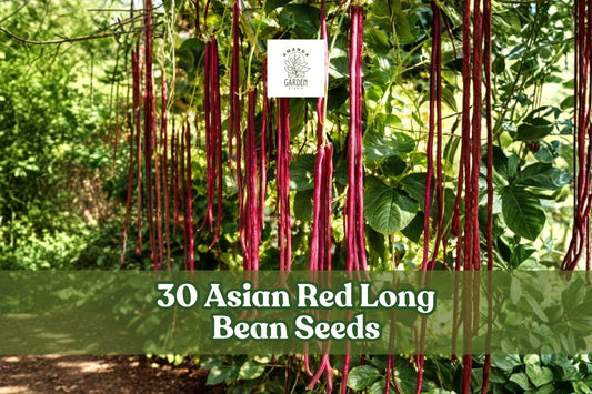 Asian Red Long Bean Seeds – Vigna unguiculata, Long Red Pods, Climbing Vegetable Plant for Garden Planting
