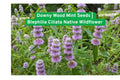 Downy Wood Mint Seeds | Blephilia Ciliata | Native Wildflower for Shade Gardens & Pollinator Habitat