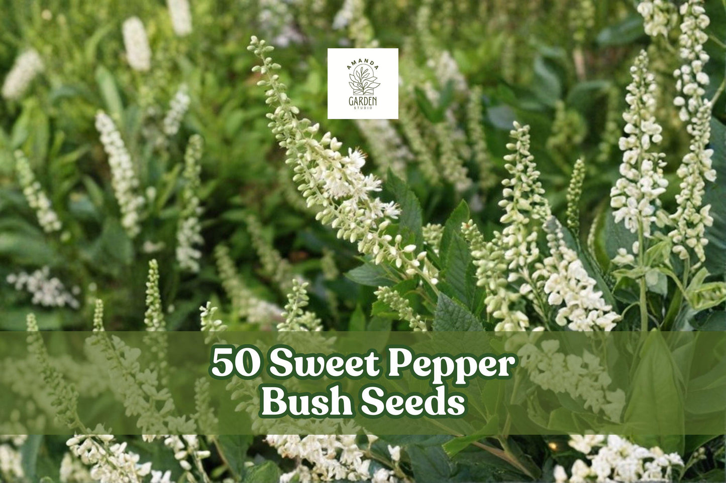 50 Sweet Pepper Bush Seeds – Clethra alnifolia Fragrant White Shrub for Shade Gardens, Moist Soil, Deciduous Flowering Plant