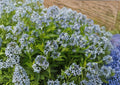 Eastern Bluestar Seeds, Amsonia Tabernaemontana, Native Wildflower, 10 Seeds, Perennial Plant, Garden Flower, Native Plant Seeds