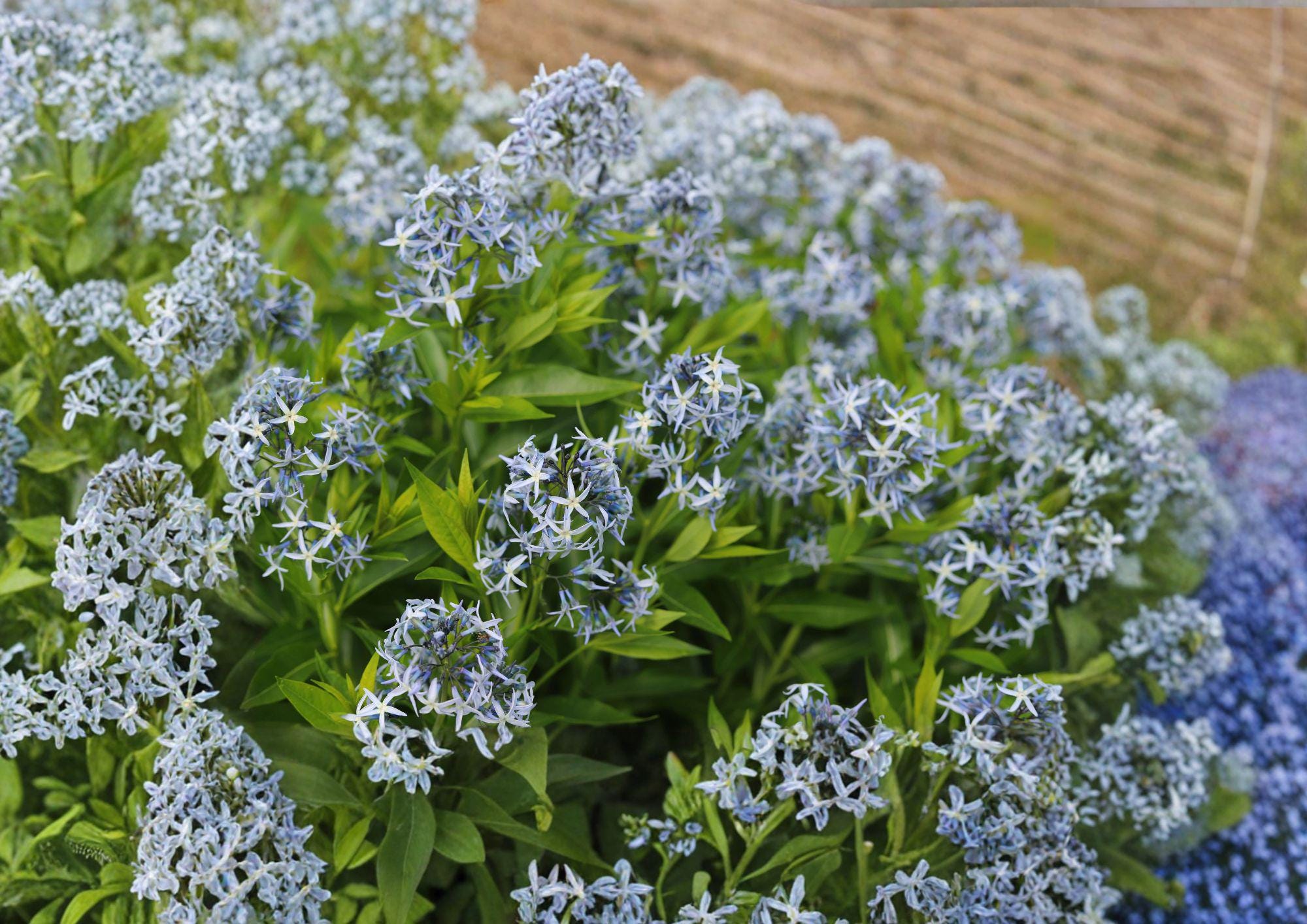 Eastern Bluestar Seeds, Amsonia Tabernaemontana, Native Wildflower, 10 Seeds, Perennial Plant, Garden Flower, Native Plant Seeds