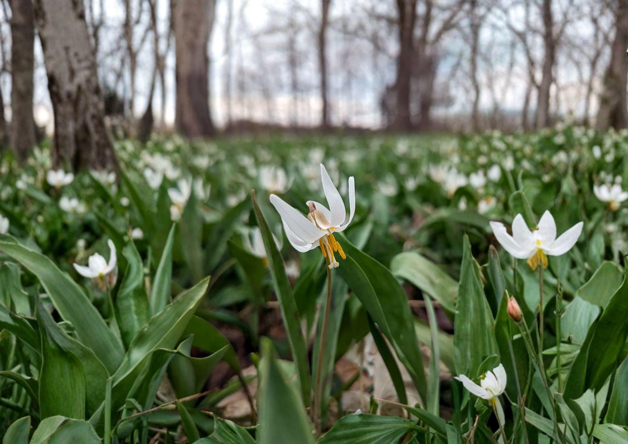 White Trout Lily Seeds - Native Spring Wildflower for Shade Gardens, Easy to Grow, 5 Seeds, Erythronium albidum