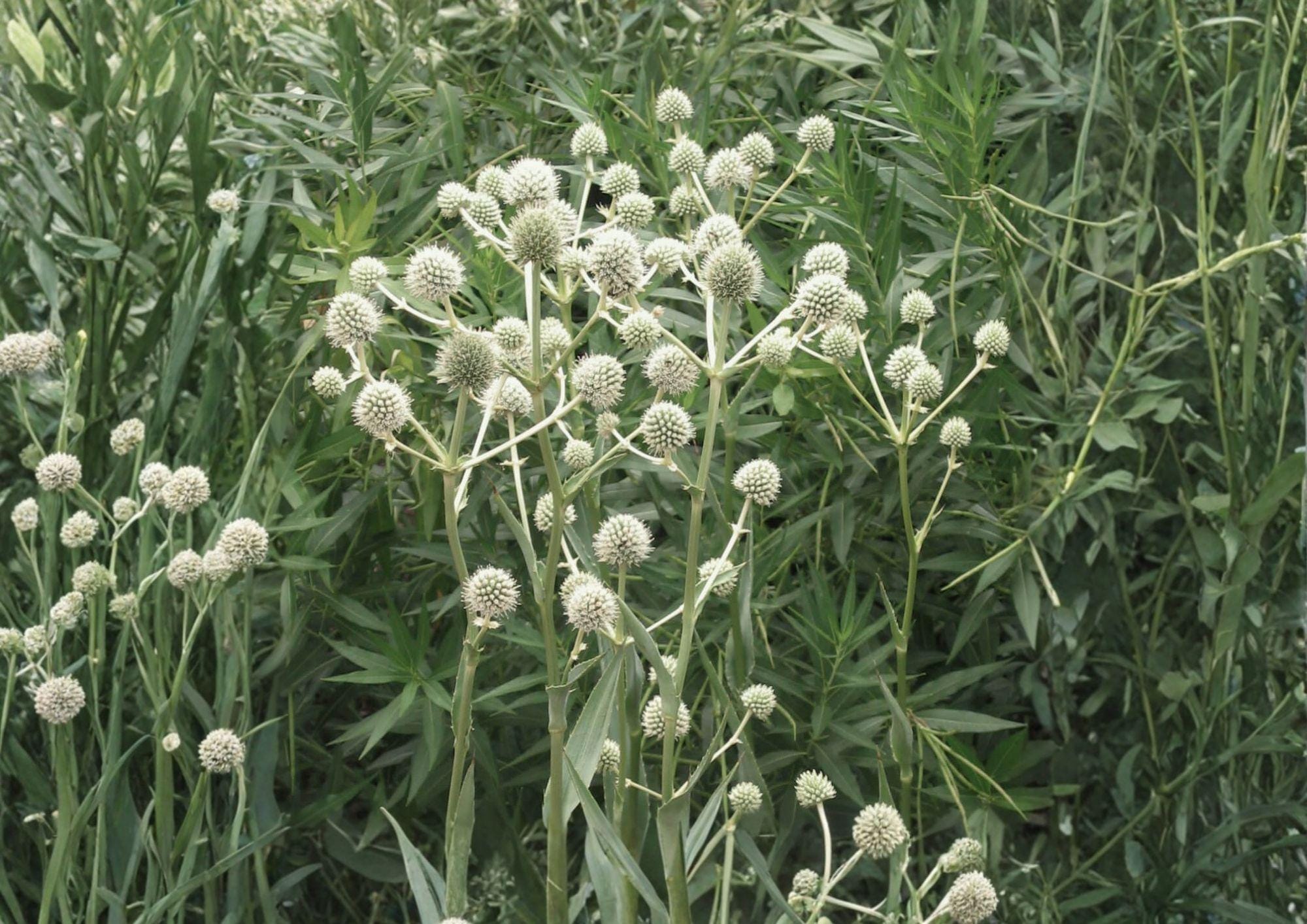 Rattlesnake Master Seeds - Native Prairie Pollinator Plant - Eryngium yuccifolium for Wildflower Gardens and Attracting Pollinators