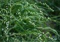 Smartweed Seeds Native Pink Wildflower for Rain Gardens, Perennial, Lythrum salicaria