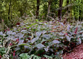 Persicaria virginiana Seeds | Woodland Knotweed Native Shade Wildflower | Perennial Plant Seeds