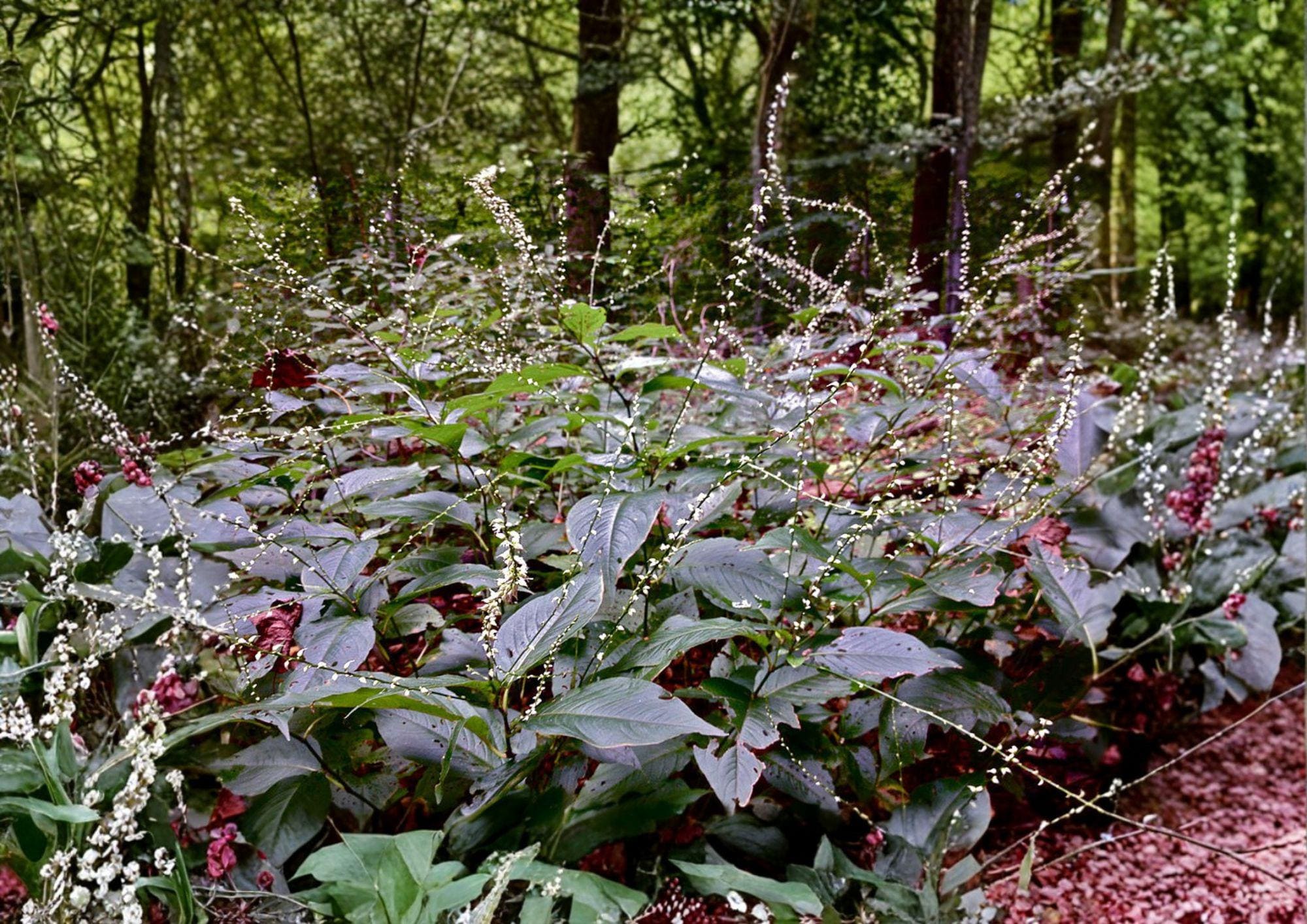 Persicaria virginiana Seeds | Woodland Knotweed Native Shade Wildflower | Perennial Plant Seeds