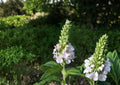 Canada Germander Seeds - Native Wildflower, Pollinator-Friendly, Non-GMO, Perennial Plant Seeds