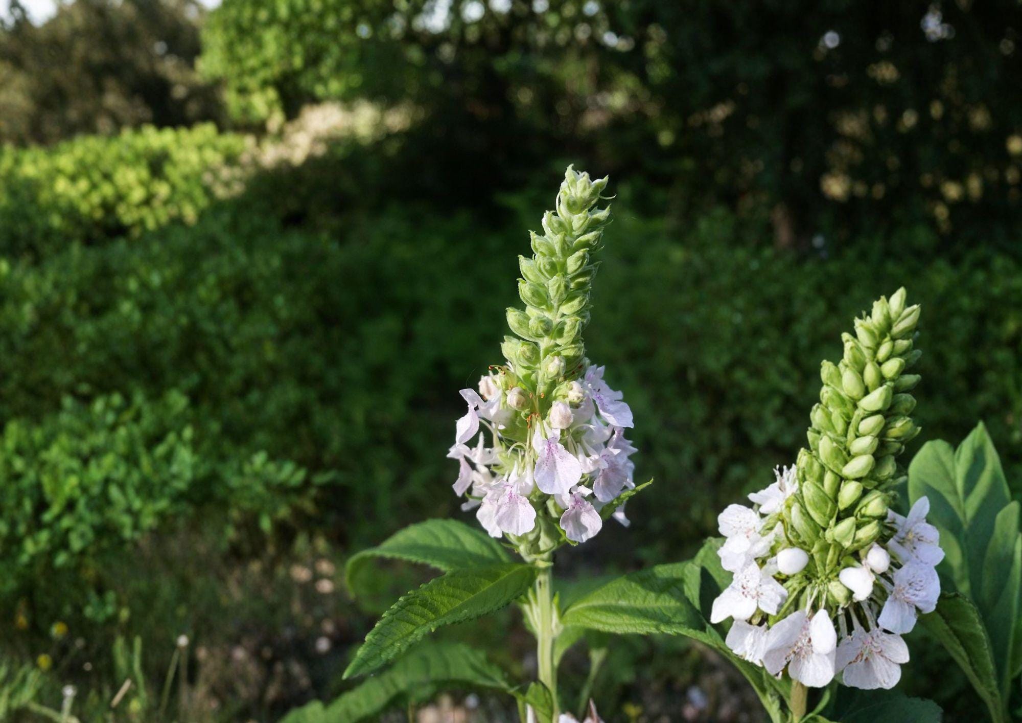 Canada Germander Seeds - Native Wildflower, Pollinator-Friendly, Non-GMO, Perennial Plant Seeds