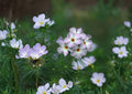 Mountain Phlox Seeds – Pink & Blue Wildflower, Easy to Grow Linanthus Grandiflorus, Native Flower Seeds