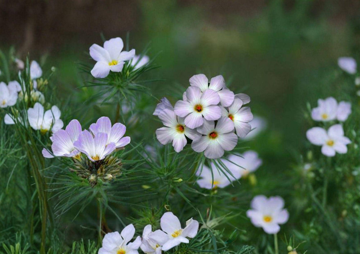 Mountain Phlox Seeds – Pink & Blue Wildflower, Easy to Grow Linanthus Grandiflorus, Native Flower Seeds