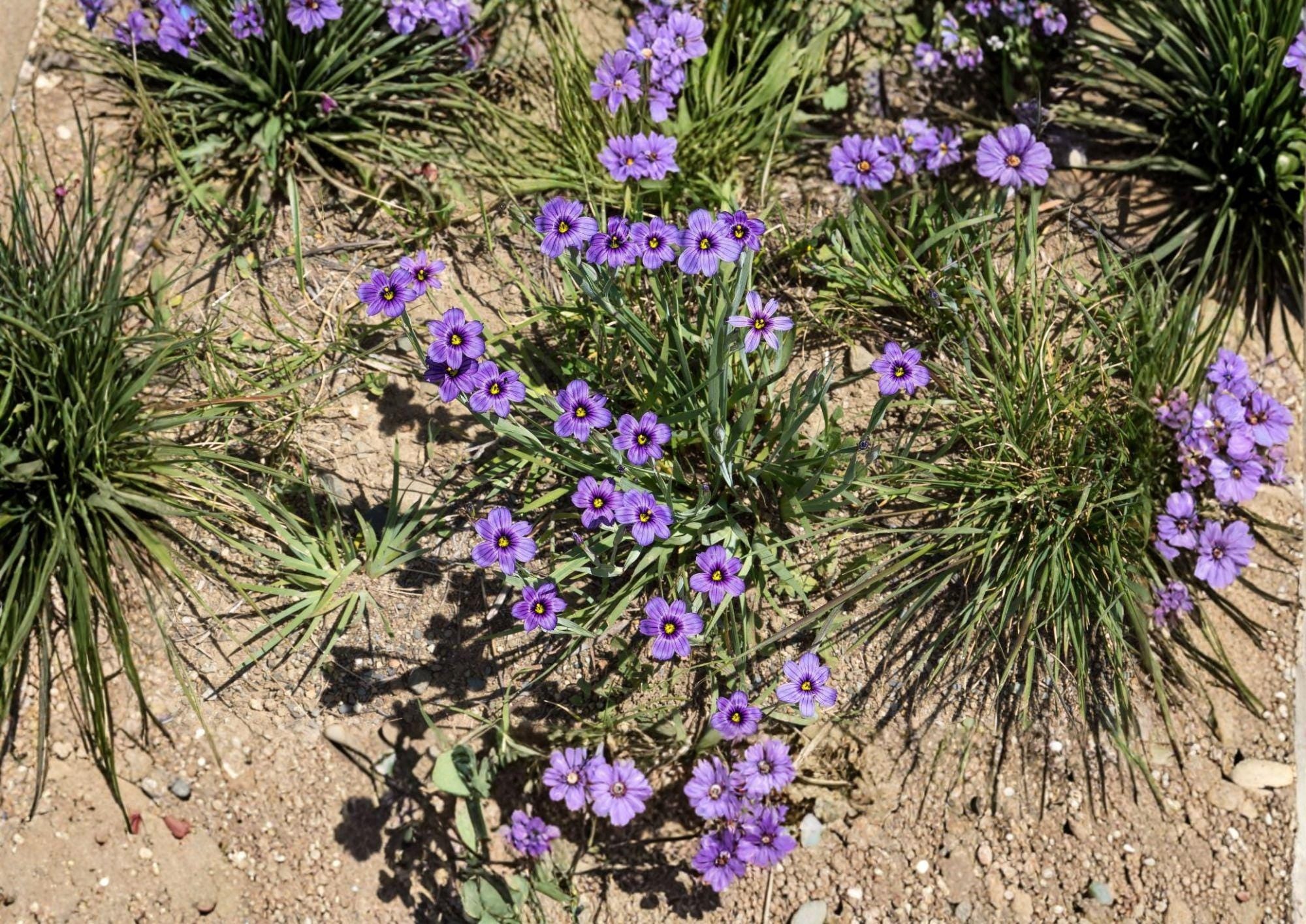 California Blue Eyed Grass Seeds - Native Purple Wildflower, 100 Seeds, Easy to Grow, Sisyrinchium bellum
